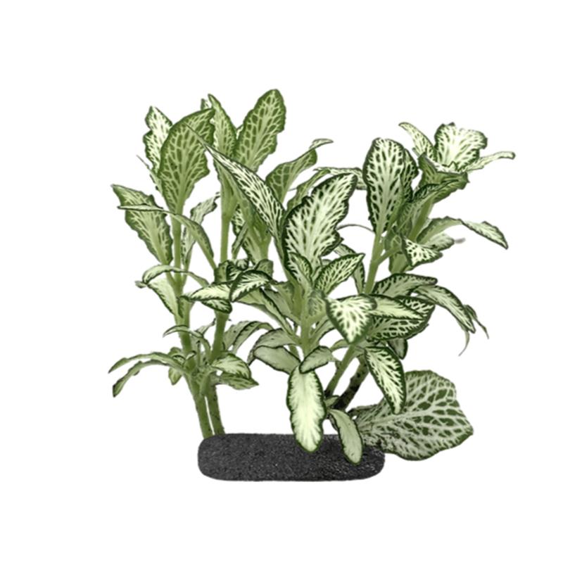 Planta terariu WIO Nerve Plant 'White Star' - imagine 3